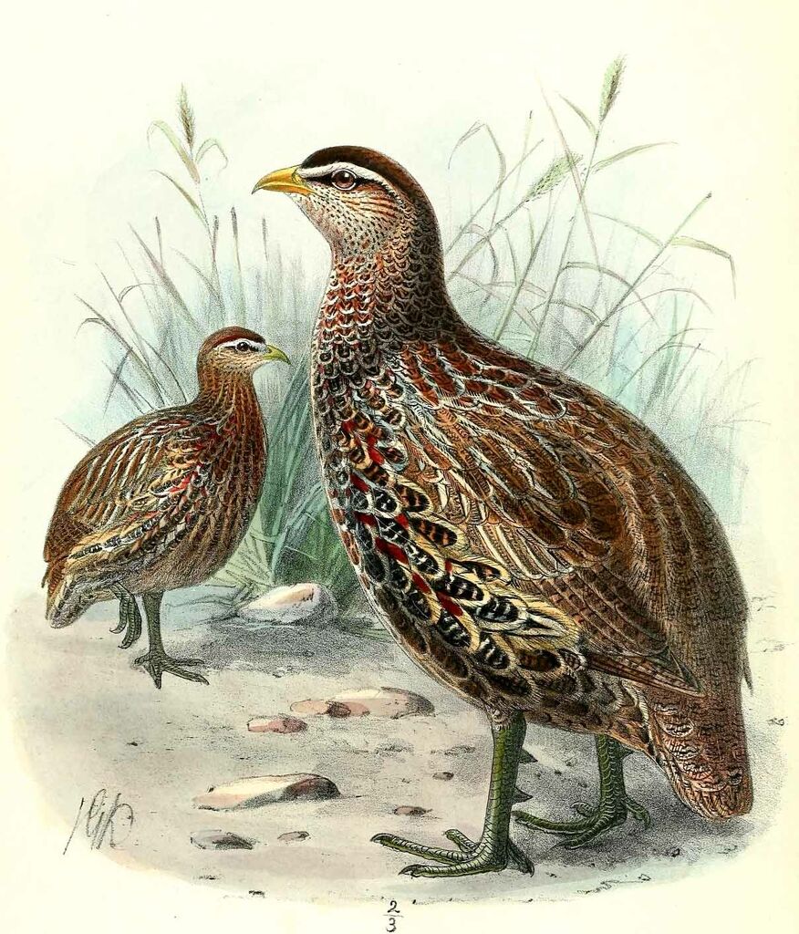 Double-spurred Francolin