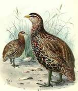 Double-spurred Spurfowl