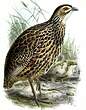 Francolin de Clapperton