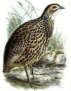 Clapperton's Spurfowl