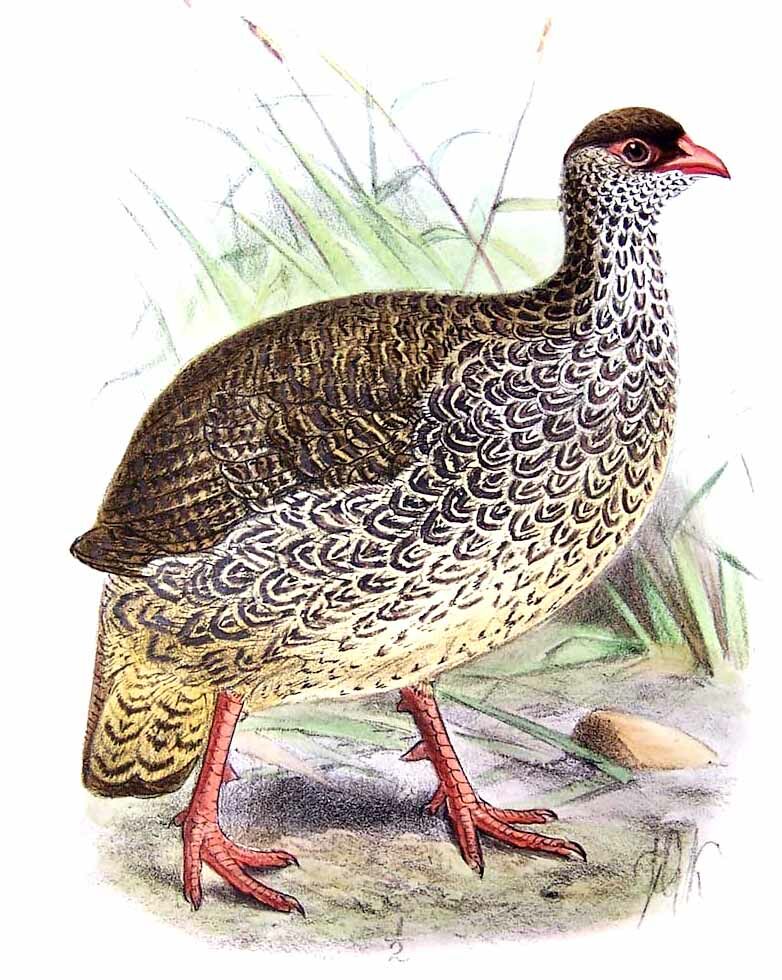 Francolin de Harwood