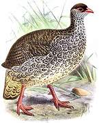 Harwood's Francolin