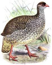 Francolin de Harwood