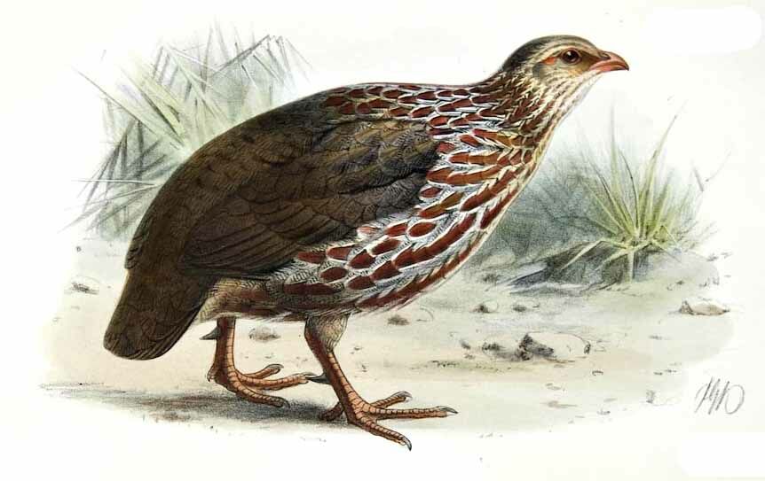 Jackson's Francolin