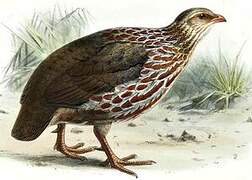 Francolin de Jackson