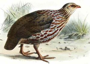 Francolin de Jackson