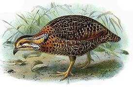 Francolin de Shelley