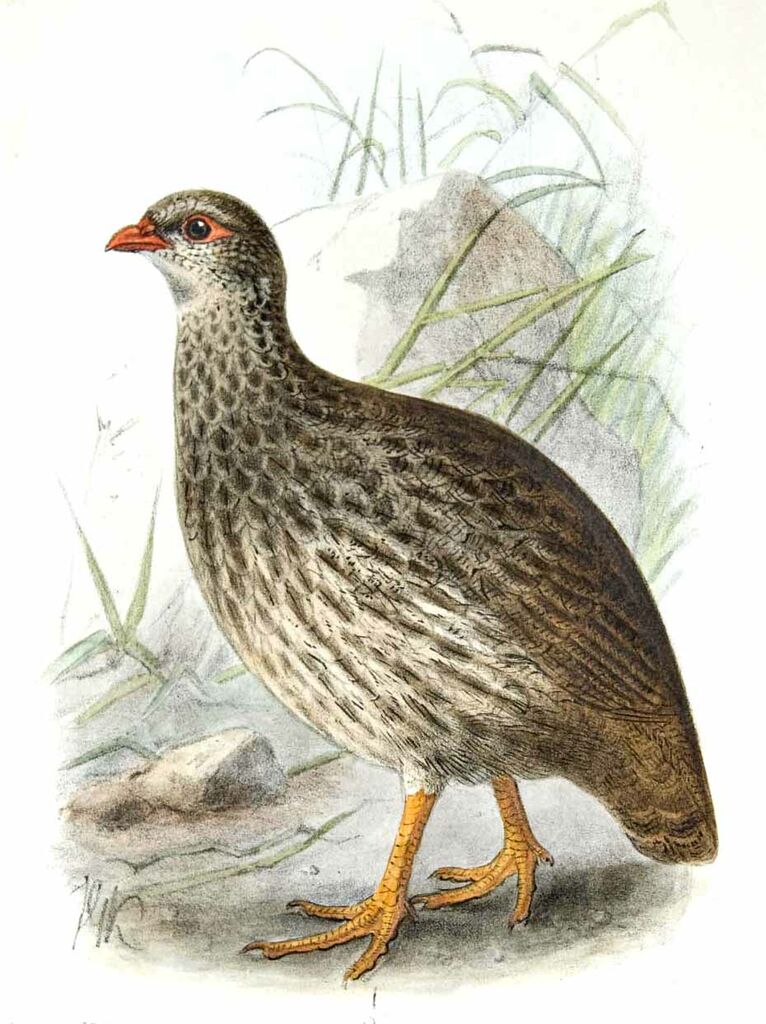 Francolin écaillé