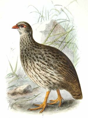 Francolin écaillé