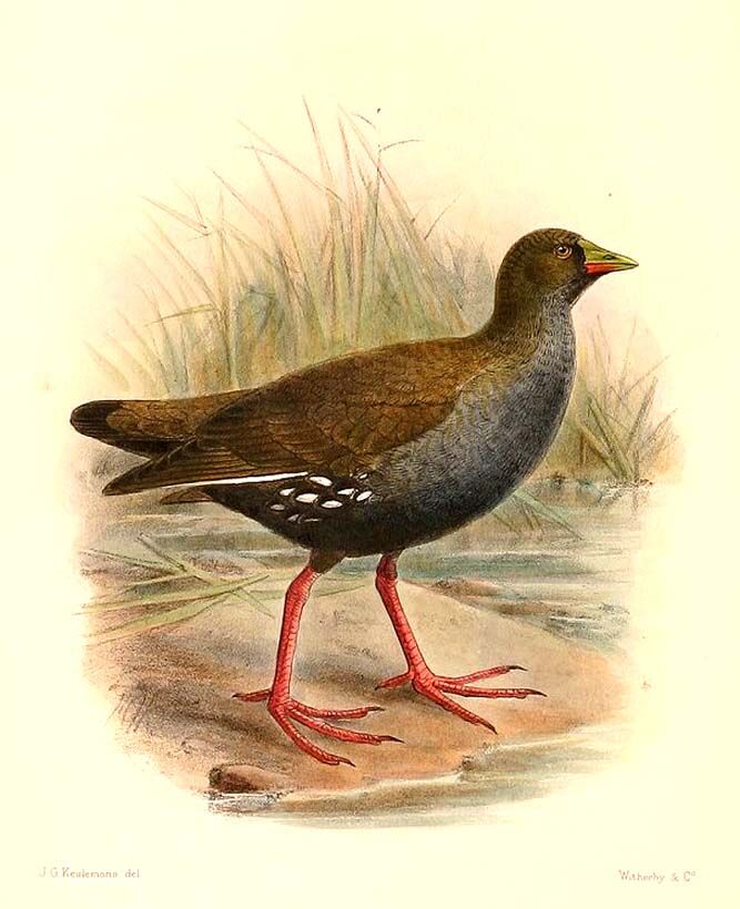 Gallinule africaine