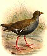 Lesser Moorhen