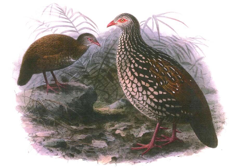 Sri Lanka Spurfowl