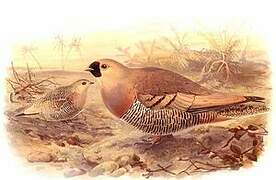 Madagascan Sandgrouse