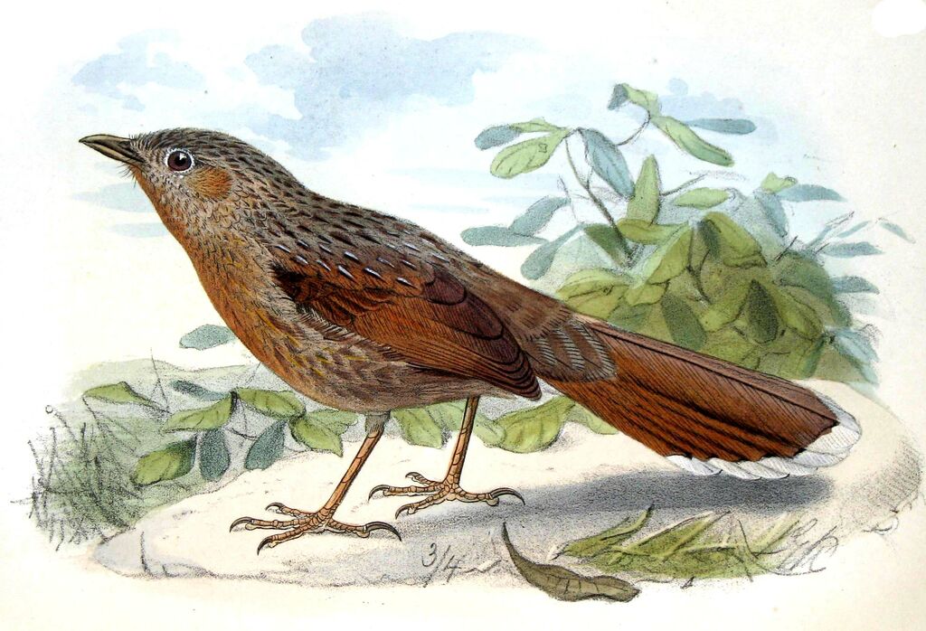 Streaked Laughingthrush