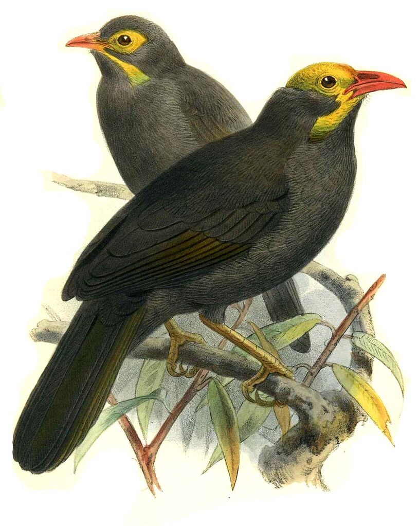 Bare-headed Laughingthrush