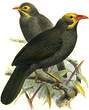 Garrulaxe chauve
