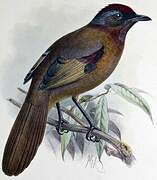 Malayan Laughingthrush