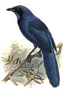 Black-collared Jay