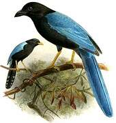 Yucatan Jay