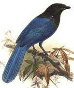 Bushy-crested Jay