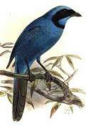 Turquoise Jay