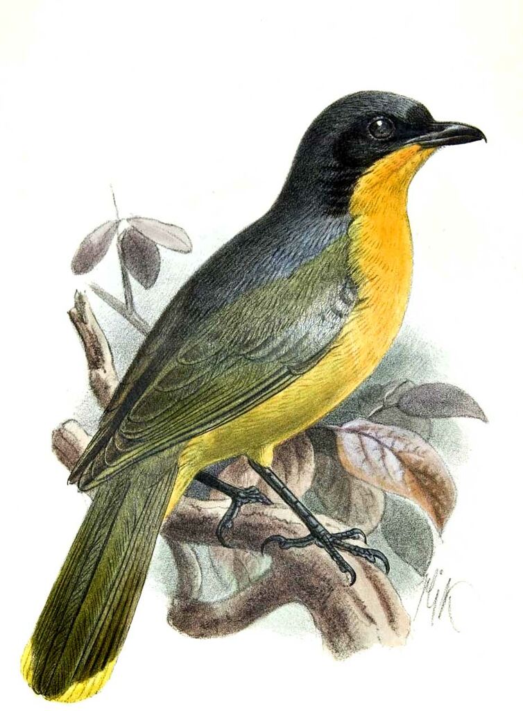 Black-fronted Bushshrike