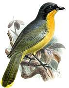 Black-fronted Bushshrike