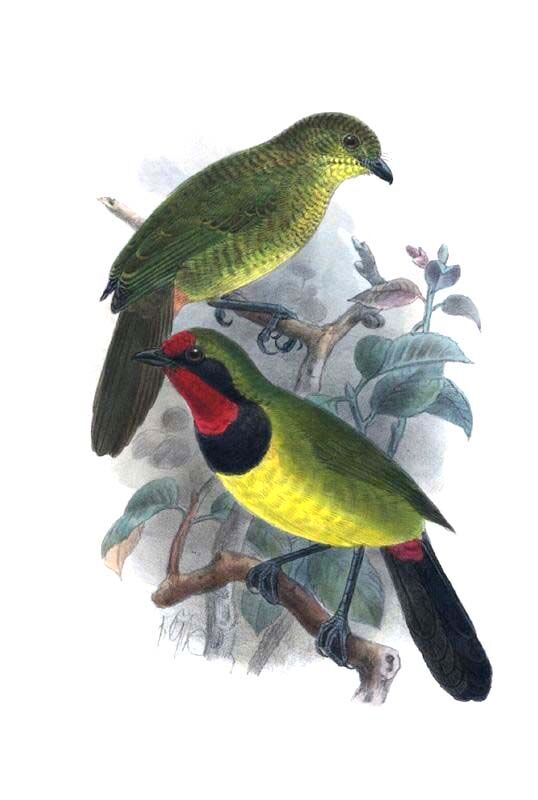 Doherty's Bushshrike