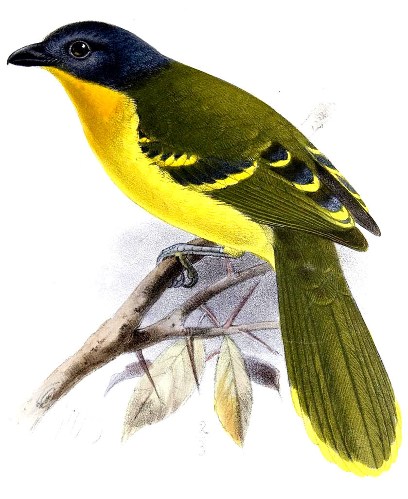 Lagden's Bushshrike