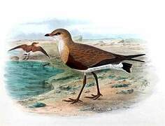 Australian Pratincole