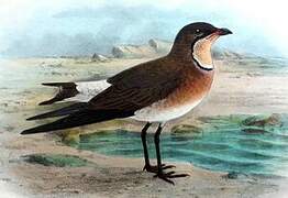 Oriental Pratincole