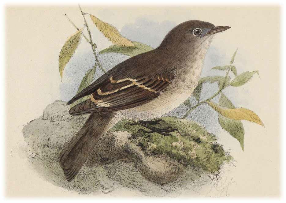 Asian Brown Flycatcher