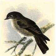 Dark-sided Flycatcher