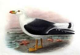 Pacific Gull