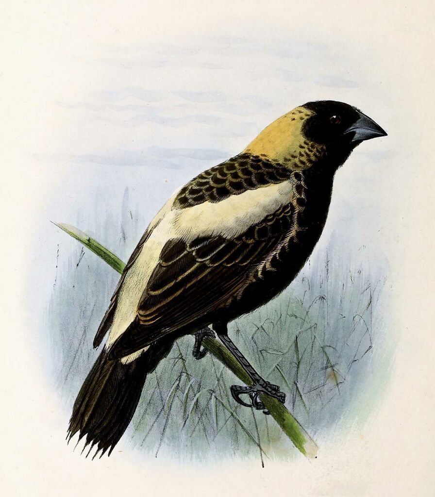 Bobolink