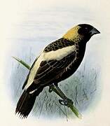 Bobolink