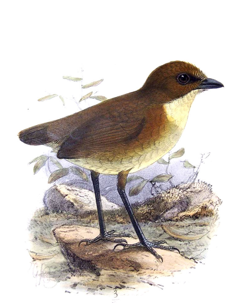 Yellow-breasted Antpitta