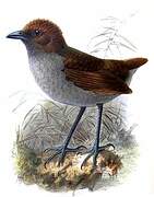 Chestnut-crowned Antpitta