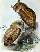 Fraser's Eagle-Owl