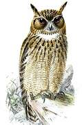 Spotted Eagle-Owl