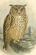 Pharaoh Eagle-Owl