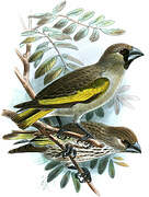 Somali Golden-winged Grosbeak