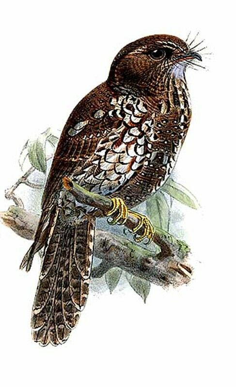 Feline Owlet-nightjar