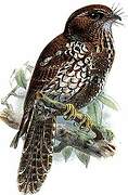 Feline Owlet-nightjar