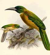 Great Jacamar