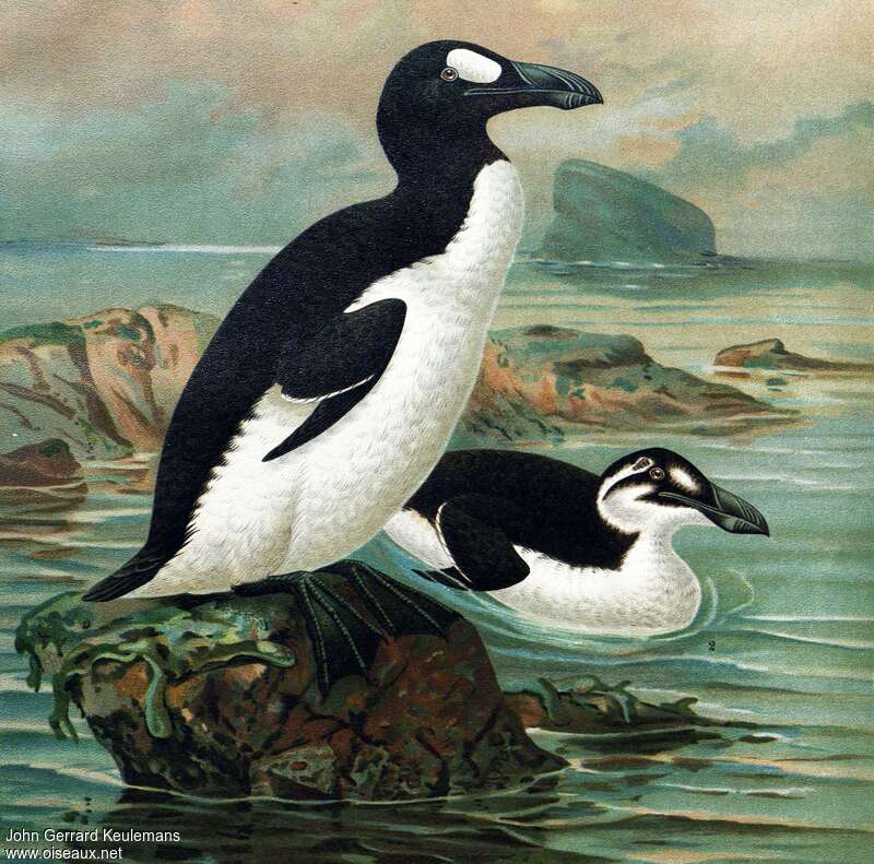 Grand Pingouin, identification