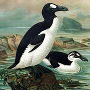 Great Auk