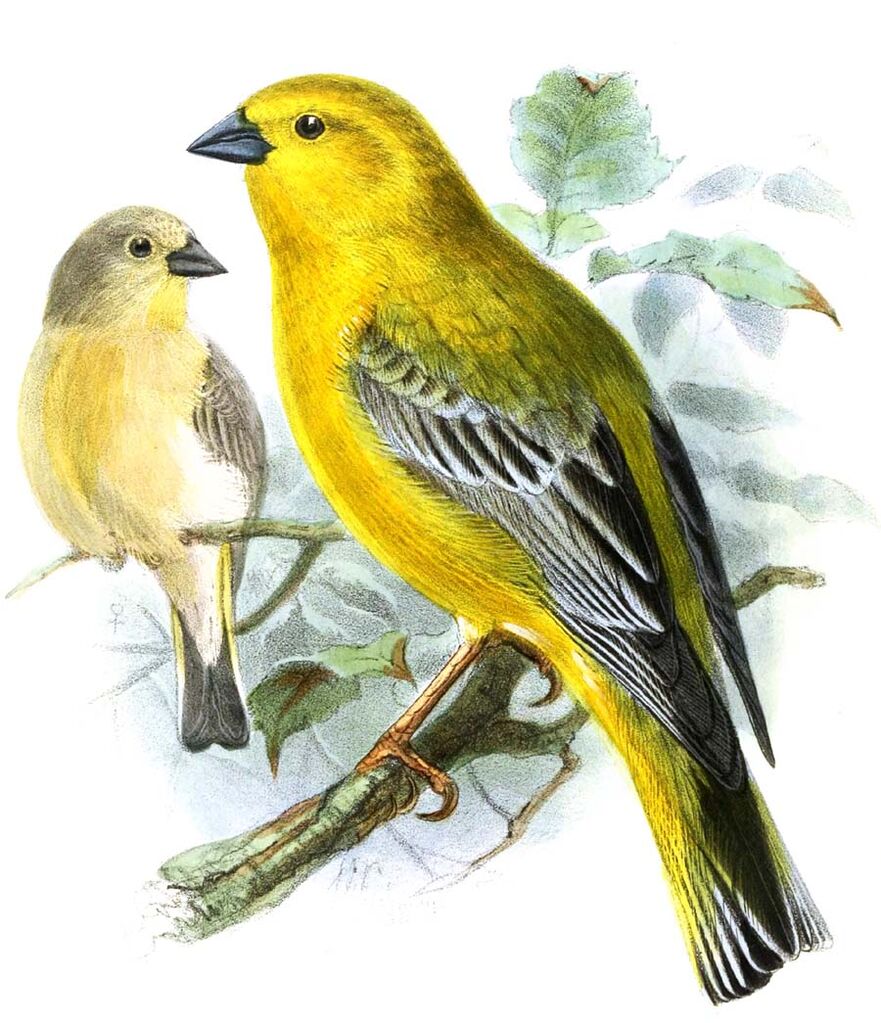 Greater Yellow Finch