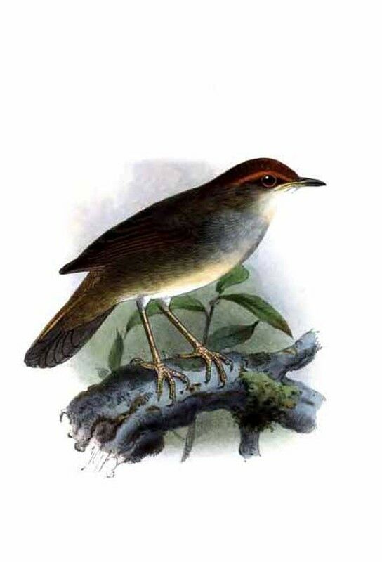 Chestnut-crowned Bush Warbler