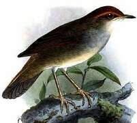 Chestnut-crowned Bush Warbler